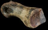 Struthiomimus Toe Bone - Montana #66454-2